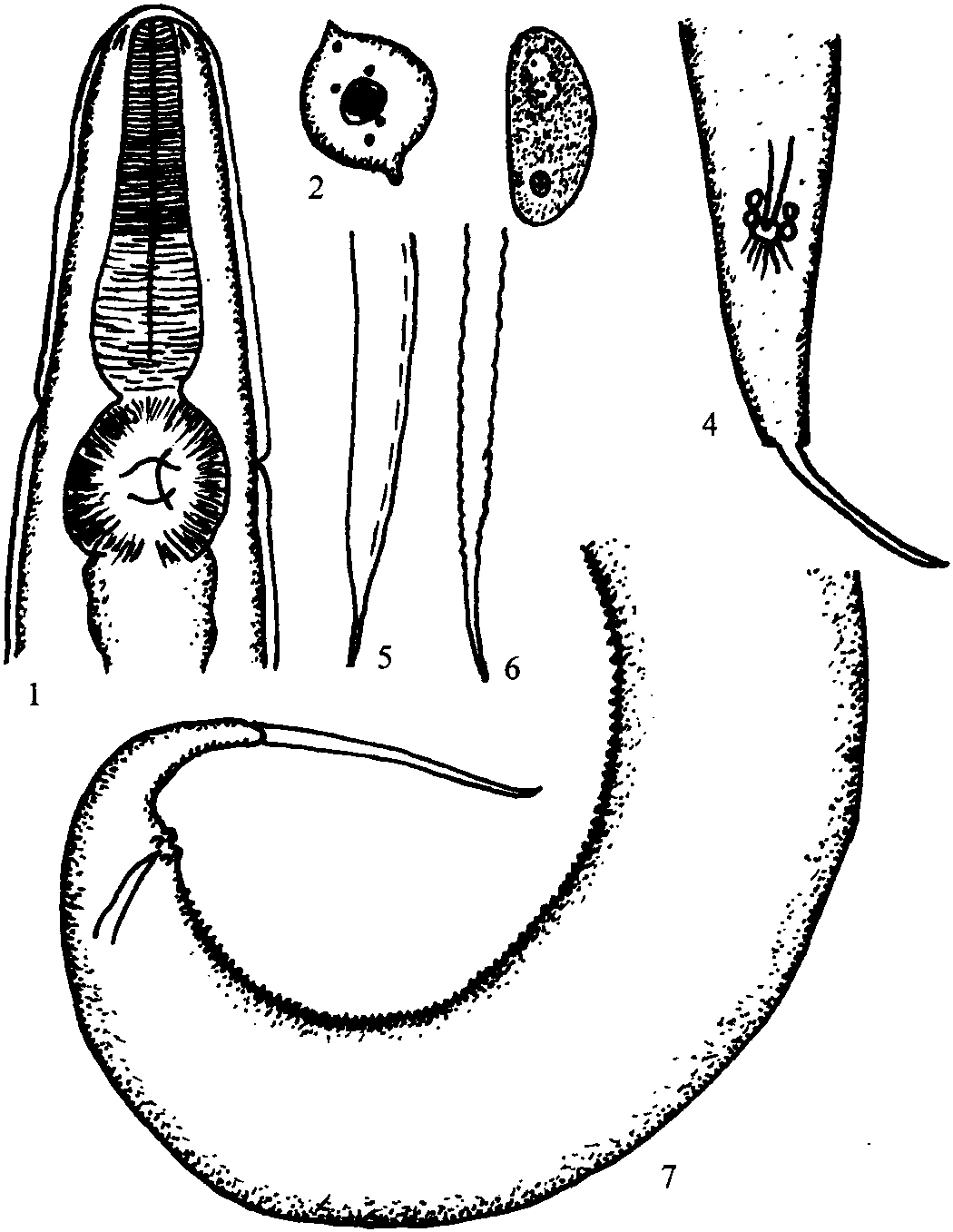 無(wú)環(huán)栓尾線蟲